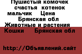 Пушистый комочек счастья (котенок-мальчик) › Цена ­ 500 - Брянская обл. Животные и растения » Кошки   . Брянская обл.